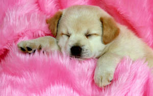 Dog In Pink Fabric Wallpaper