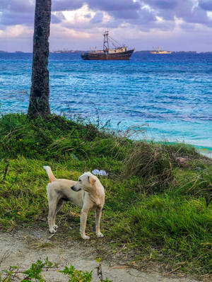 Dog On Marshall Islands Wallpaper