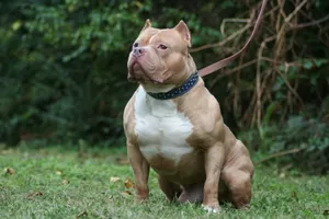 Dog Pitbull Sitting On The Ground Wallpaper