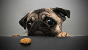 Dog With Treats Wallpaper
