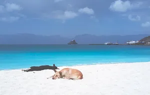 Dogs Resting In Cape Verde Beach Wallpaper