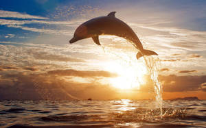 Dolphin Animal At Sunset Wallpaper
