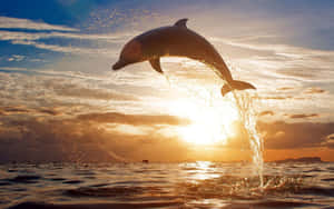 Dolphin Leapingat Sunset Wallpaper