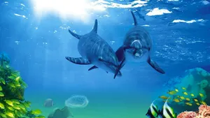 Dolphins And Fishes Wallpaper