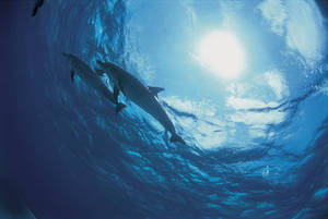 Dolphins From Sea Bottom Wallpaper