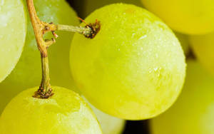 Dominga Grapes Close-up Shot Wallpaper