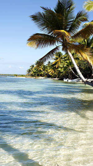 Dominica Sea And Coconut Tree Wallpaper