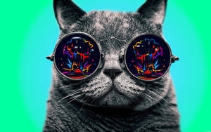Dope Gray Cat With Glasses Wallpaper