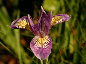 Douglas Iris Flower Wallpaper