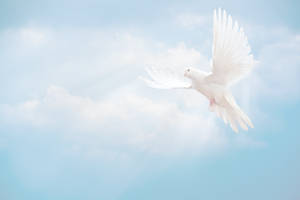 Dove And Funeral Clo Wallpaper