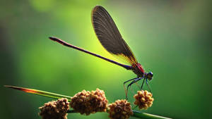 Dragonfly Carrying Pollen Wallpaper