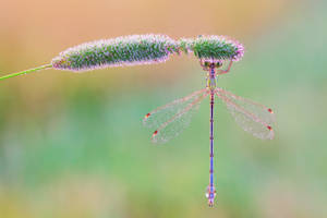 Dragonfly On A Long Bud Wallpaper