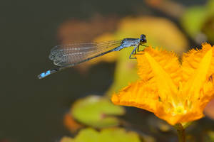 Dragonfly On A Yellow Flower Wallpaper