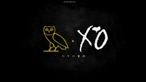 Drake Wearing Ovo Apparel Wallpaper