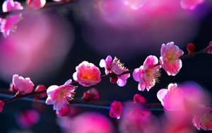 Dramatic Pink Flower Lighting Wallpaper