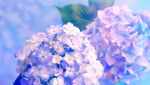 Dreamy Blue Hydrangea Close Up Wallpaper