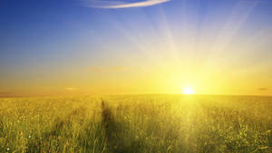 Dreamy Yellow Rising Sun Wallpaper