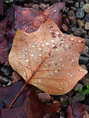 Dried Leaves Iphone 11 Pro 4k Wallpaper