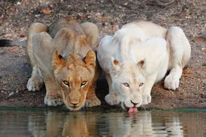 Drinking White Lion Wallpaper