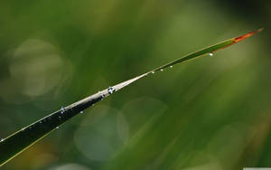 Drippy Plant Water Drops Wallpaper