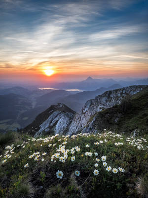 Dryas Octopetala Flower Android Wallpaper