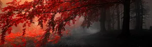 Dual Screen Autumn Trees Wallpaper