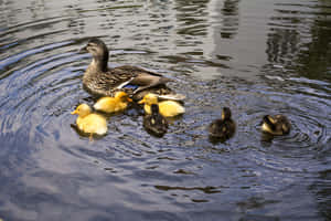 Duck Mother Bird In The Pond Wallpaper