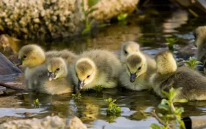 Ducklings Feeding In River Duck Hunting Desktop Wallpaper