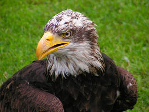 Eagle On The Green Grass Wallpaper