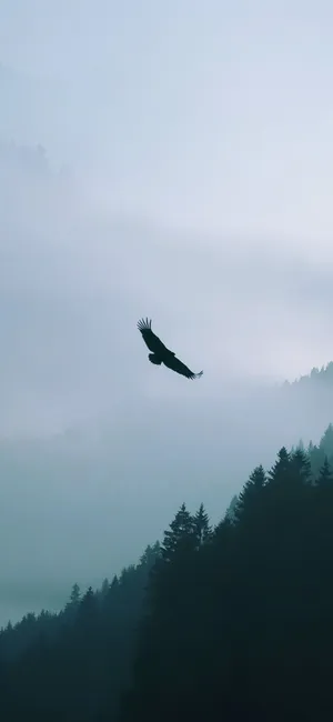 Eagle Over Horizon Iphone Wallpaper