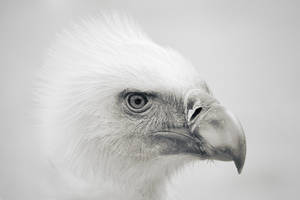Eagle's Beak White Photography Wallpaper