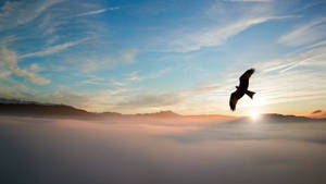Eagle Silhouette Over Clouds Wallpaper
