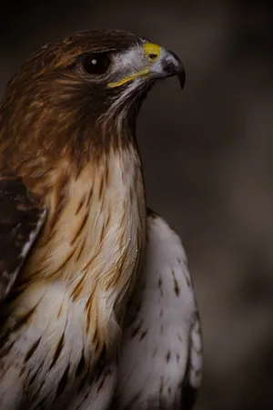 Eagle With Brown Feathers Wallpaper
