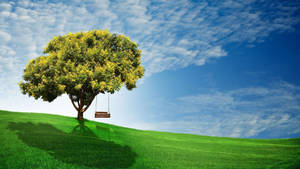 Earth Day Tree Swing Wallpaper