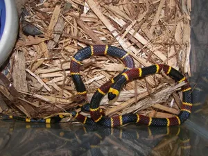 Eastern Coral Snake On Glass Cage Wallpaper