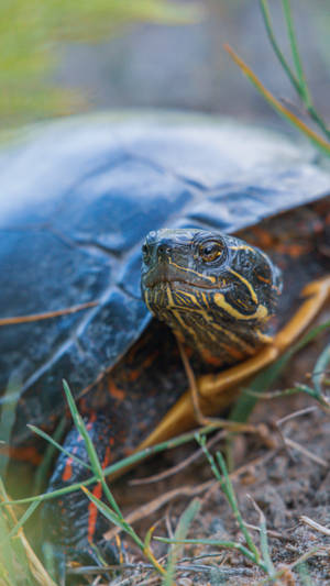 Eastern Painted Water Turtle Close Up Photography Wallpaper