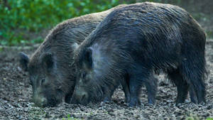 Eating Chinese Wild Boar Wallpaper