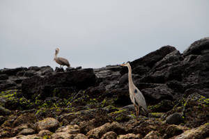 Ecuador Great Blue Heron Wallpaper