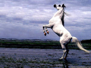 Eerie White Horse Wallpaper