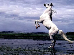 Eerie White Horse Wallpaper