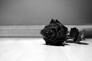 Elegance In Simplicity: Monochromatic 4k Resolution Rose Image Wallpaper