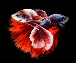 Elegant Betta Fish Display Wallpaper