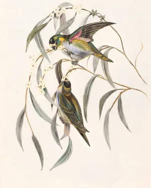 Elegant Bird Couple Painting Wallpaper