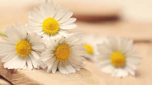 Elegant Daisy Laptop On A Wooden Desk Wallpaper