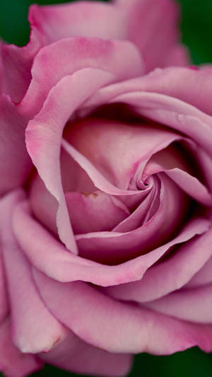 Elegant Dusty Pink Rose Wallpaper For Iphone Wallpaper