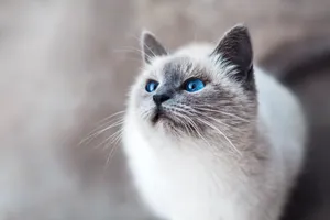 Elegant Feline In Soft Natural Light Wallpaper
