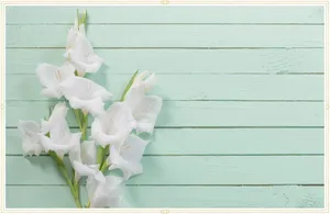 Elegant Gladiolus Flowers Wallpaper