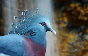 Elegant Victoria Crowned Pigeon Bird Wallpaper