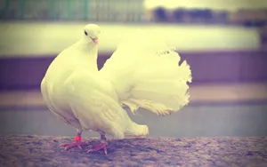 Elegant White Dove With Pastel Filter Wallpaper