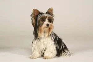 Elegant Yorkshire Terrier Photography Wallpaper